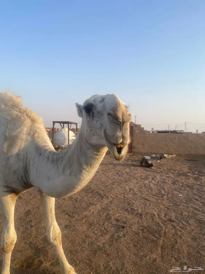 قعود باتلي على بعير الحريص المطيري 1
