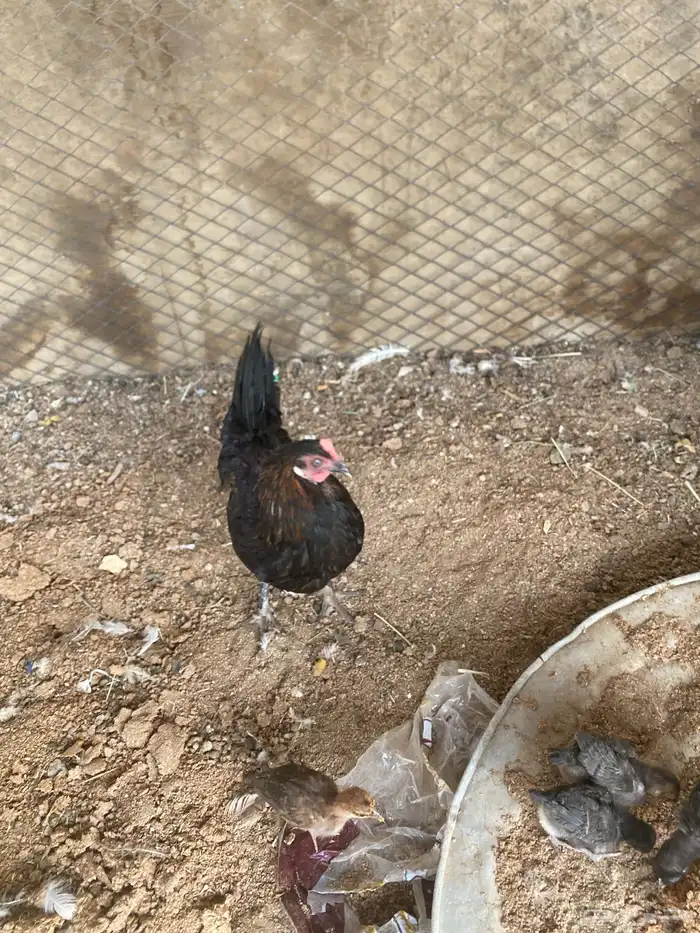 دجاج مفرج 1