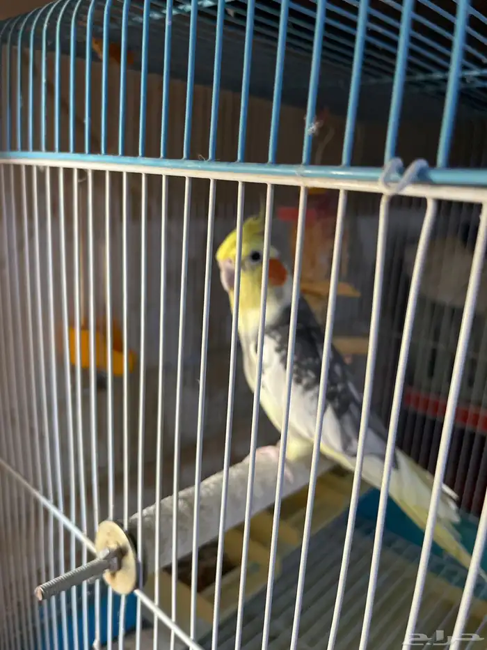 كناري اليف 0