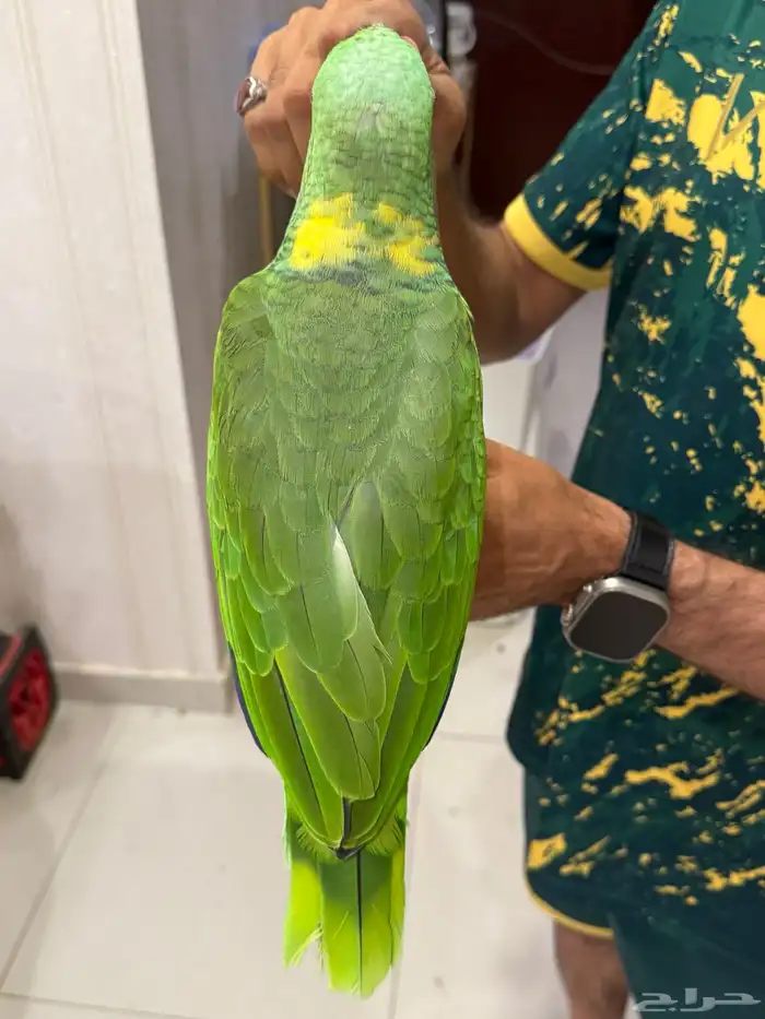 امزون يلوناب بيور 13