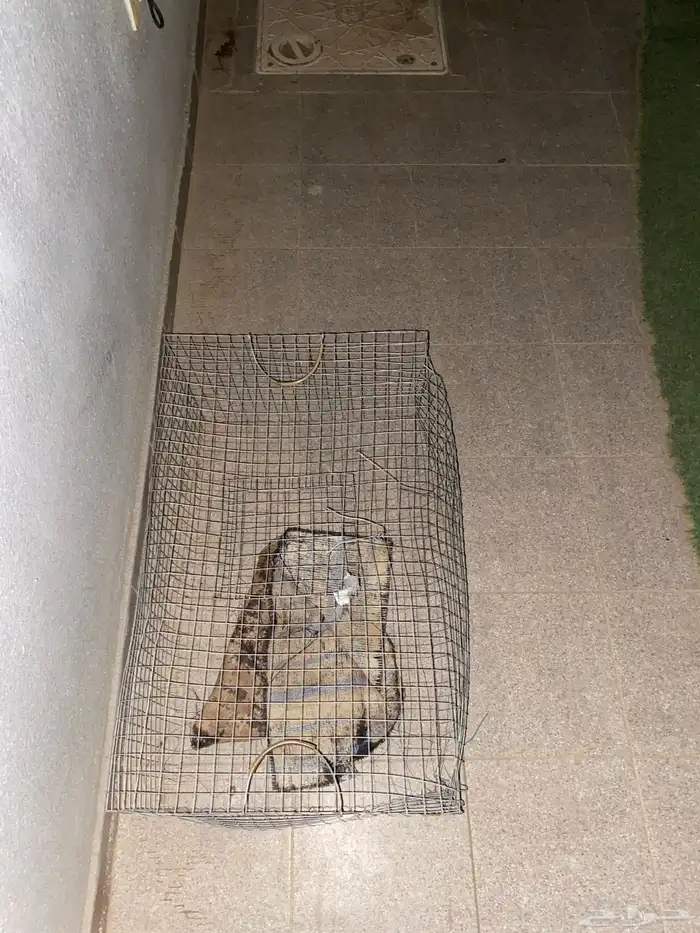شبك اللبيع 1