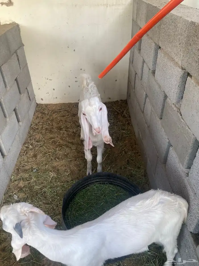 تيوس هولنديه فاخره برص عمرها 3 شهور وأكثر 1