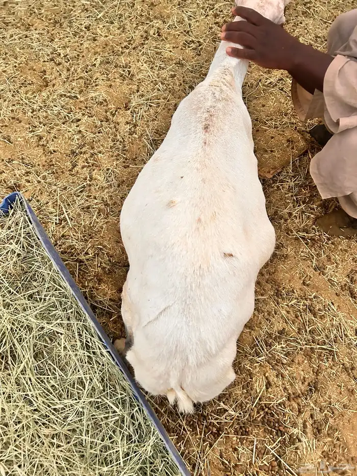 غنم رفيدي 3