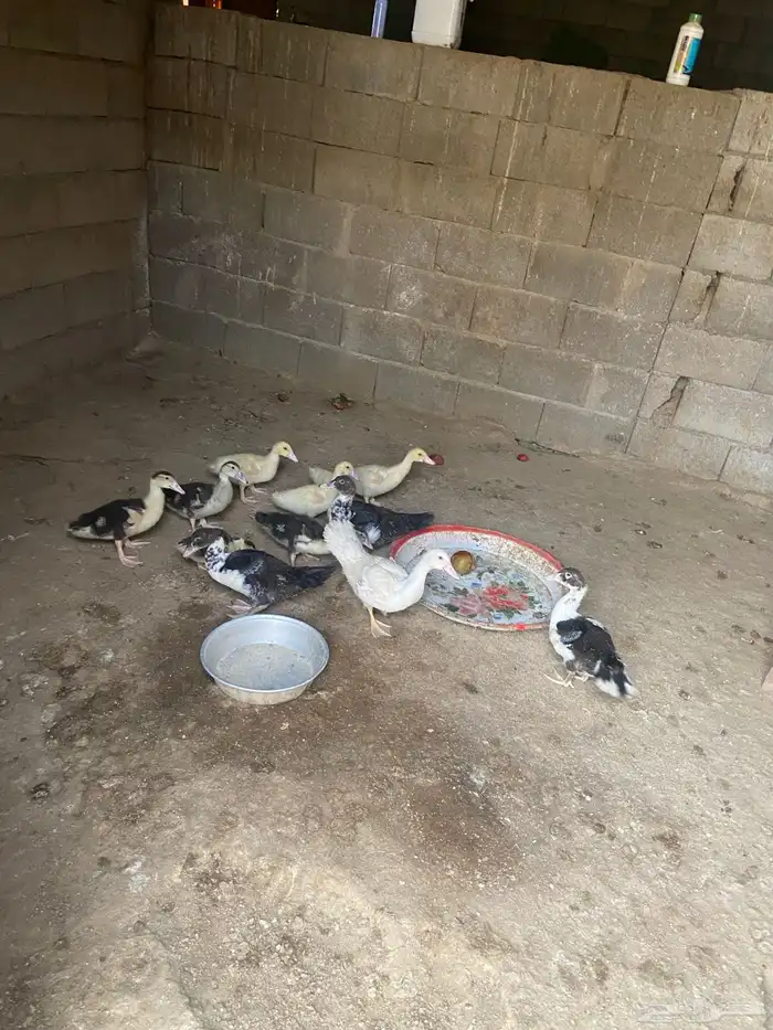 بط للبيع العدد24 1