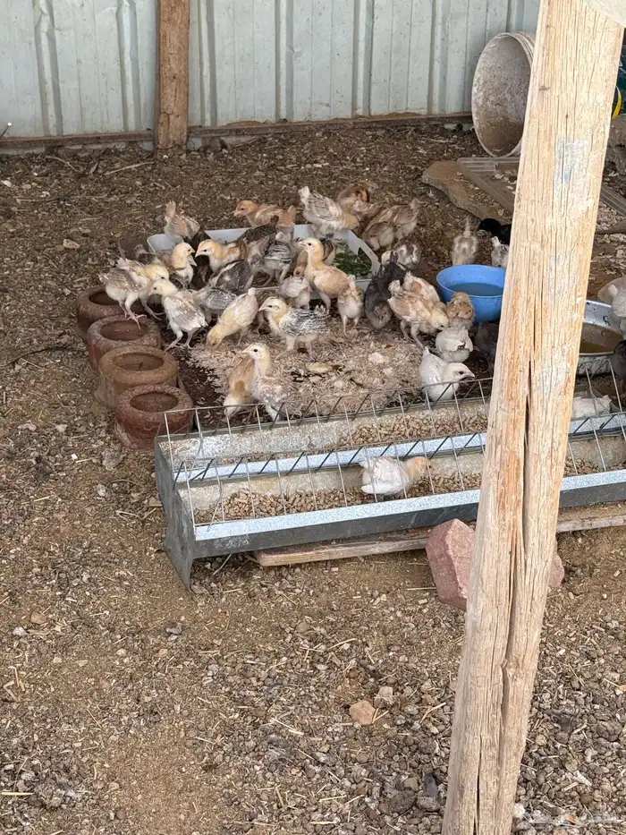 صيصان دجاج 6