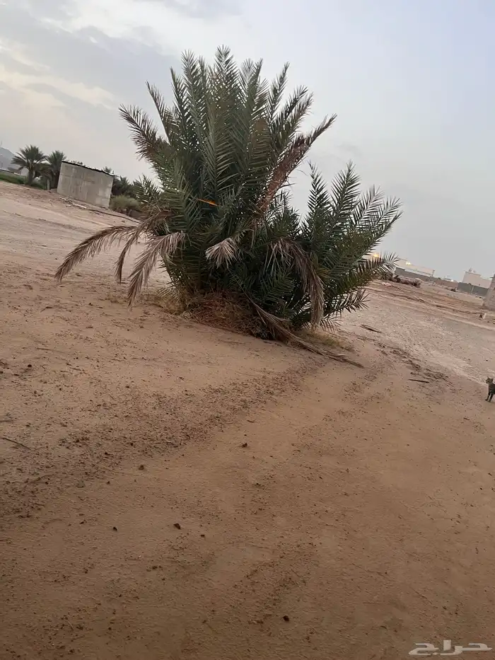 جثيث صفري 0