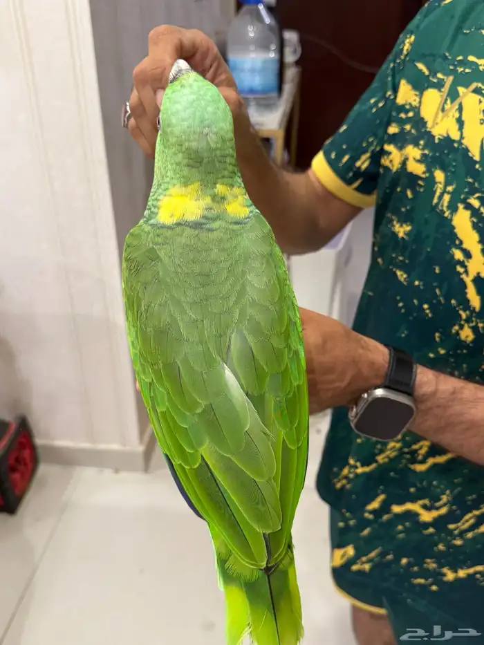 امزون يلوناب بيور 14