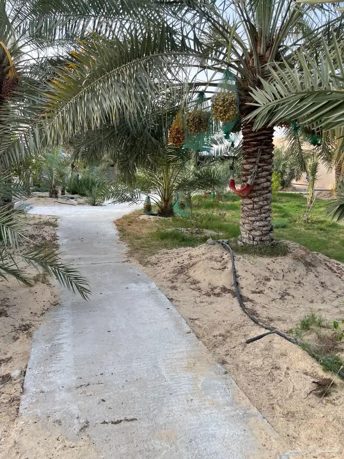للاستثمار استراحه متكامله مسبح مجالس 3