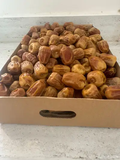 تمر سكري فاخر خراف اليوم 3