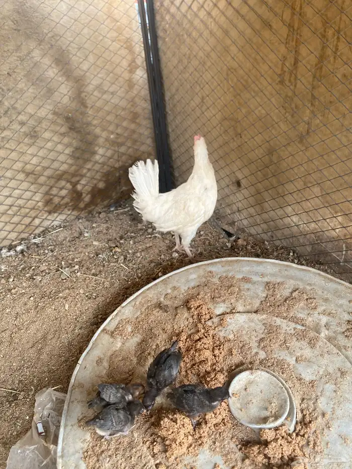دجاج مفرج 2