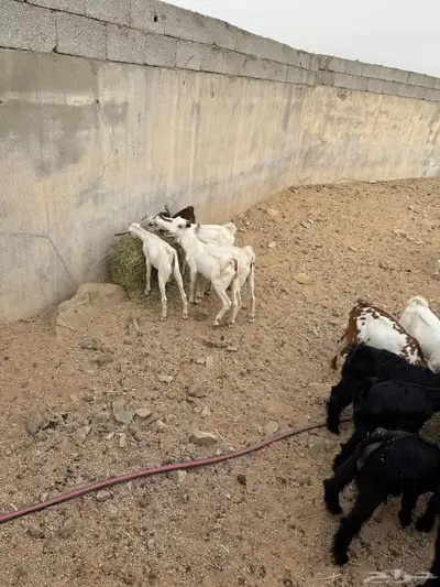 تيوس وجفار 1