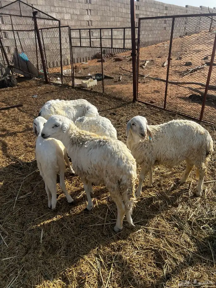 سواكن مربيات 1