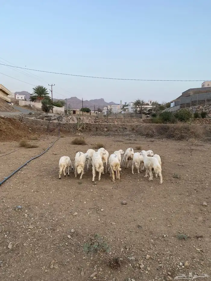 النوع طليان 1