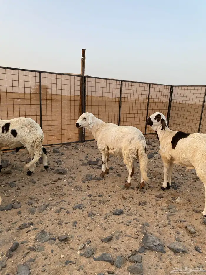 سواكني ابيض تربيه اكثر من 3 اشهر 3