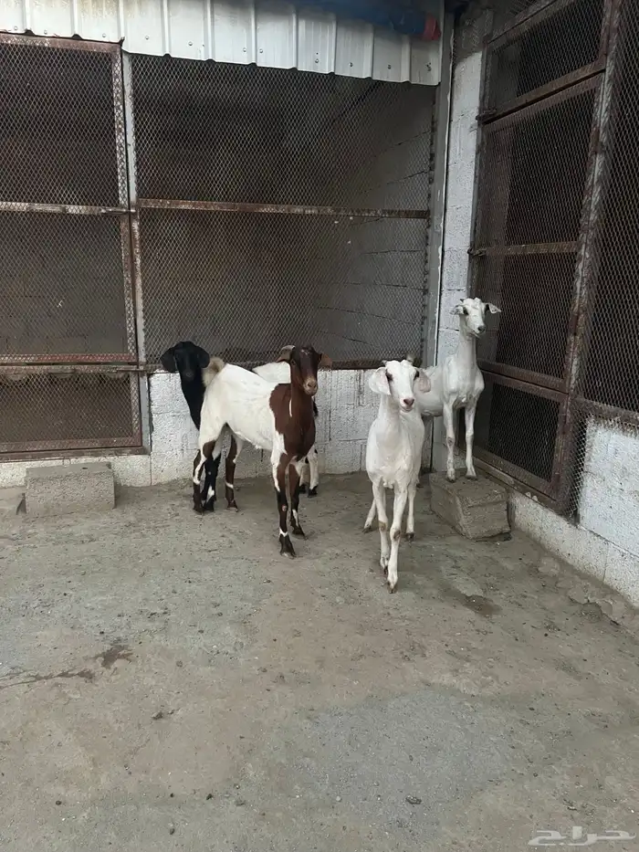 ماعز للبيع 2
