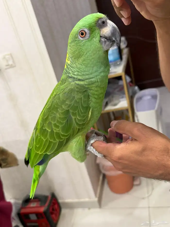 امزون يلوناب بيور 9