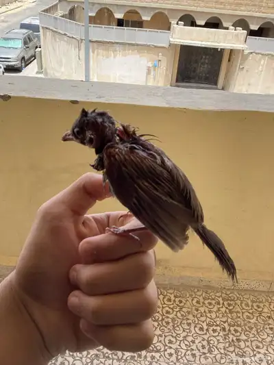 بلبل ما في شي امورا  طيبه 2