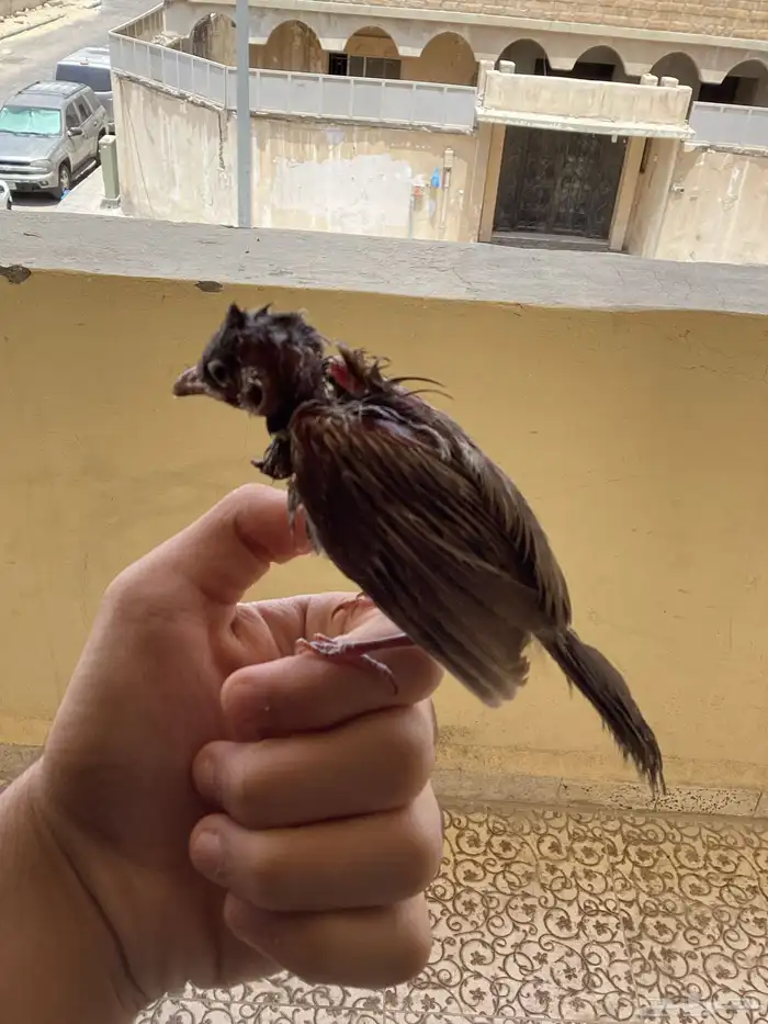 بلبل ما في شي امورا  طيبه 2