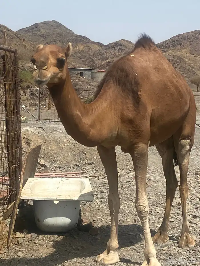 بكره لقحه حمر طيبه تم البيع 1