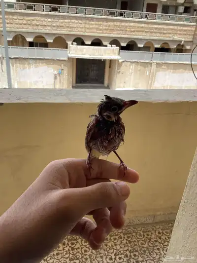 بلبل ما في شي امورا  طيبه 1