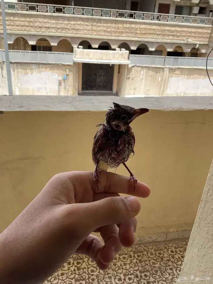 بلبل ما في شي امورا  طيبه 1
