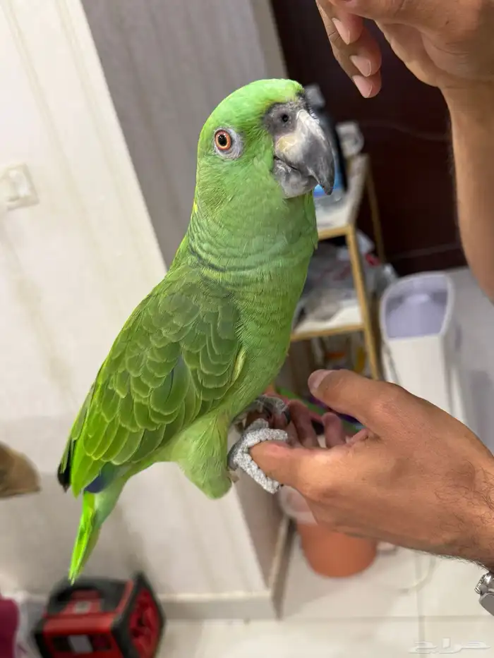 امزون يلوناب بيور 10