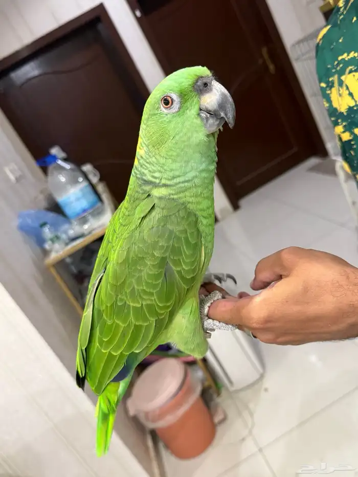 امزون يلوناب بيور 7