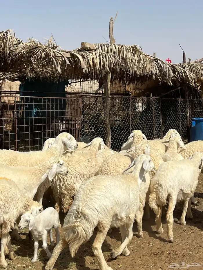 للبيع رخال حريات 2