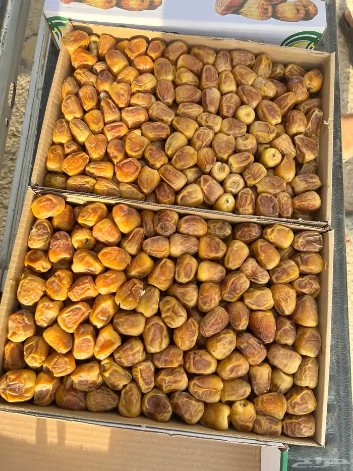 رطب 1