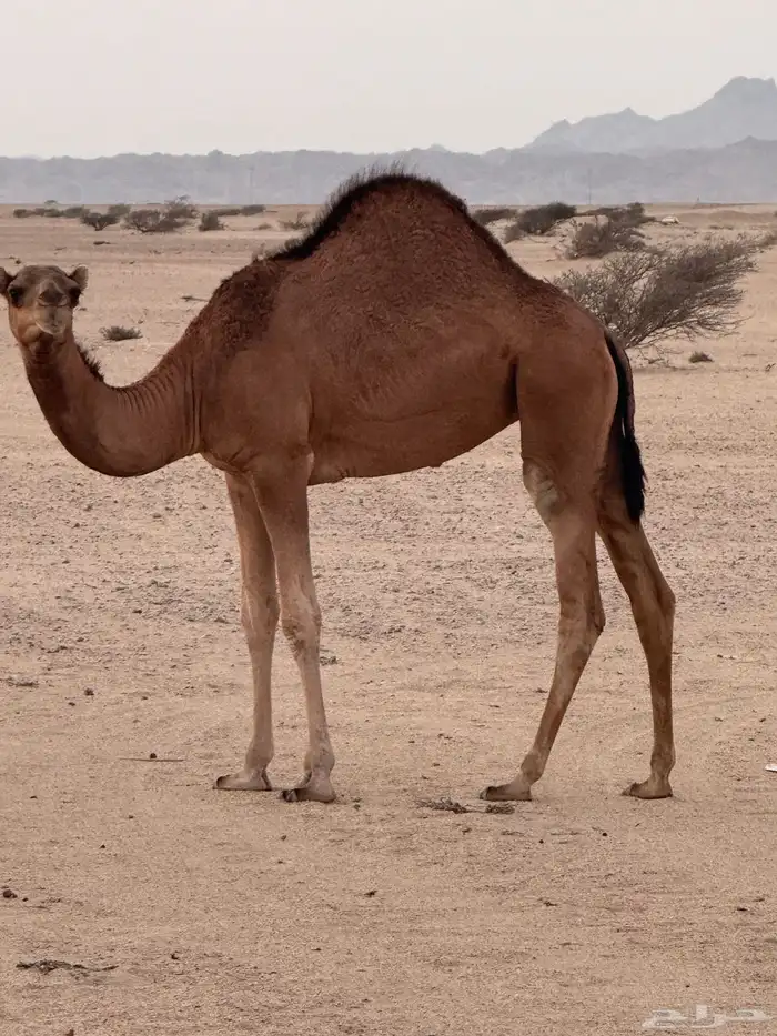 ناقة معها بكره. تم البيع 1