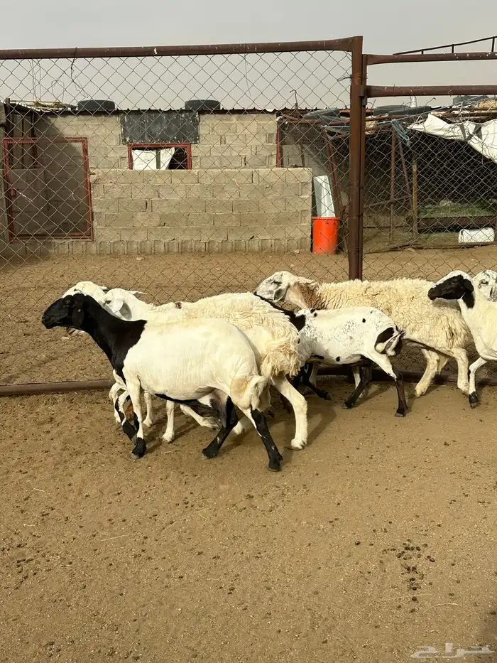 12 ضان دفع كفو للبيع 0