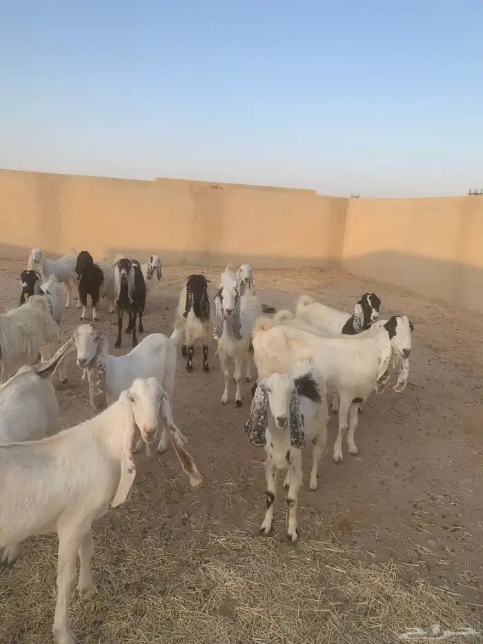 القصيم دخنة 2