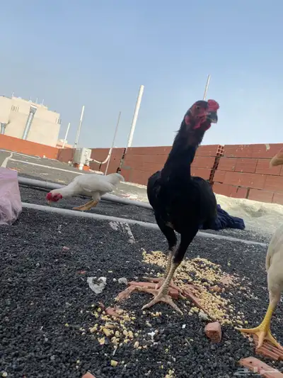 طقمين دجاج قزم 6