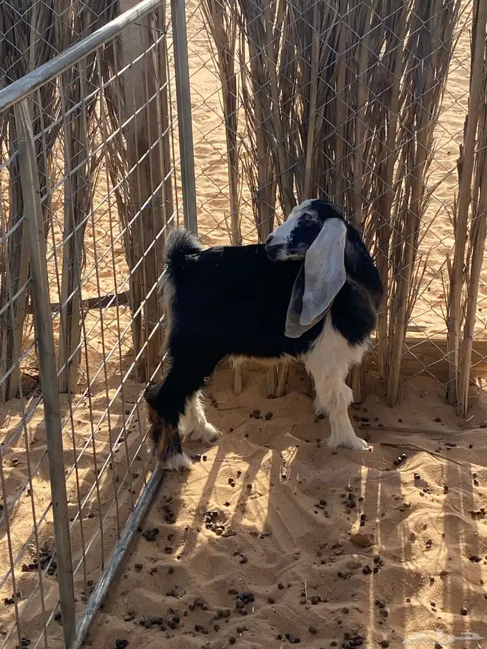 ثلاث تيوس للبيع طيبات 2