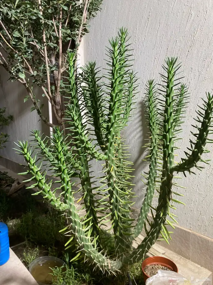 شجره الحظ او الشجره الافريقيه 0