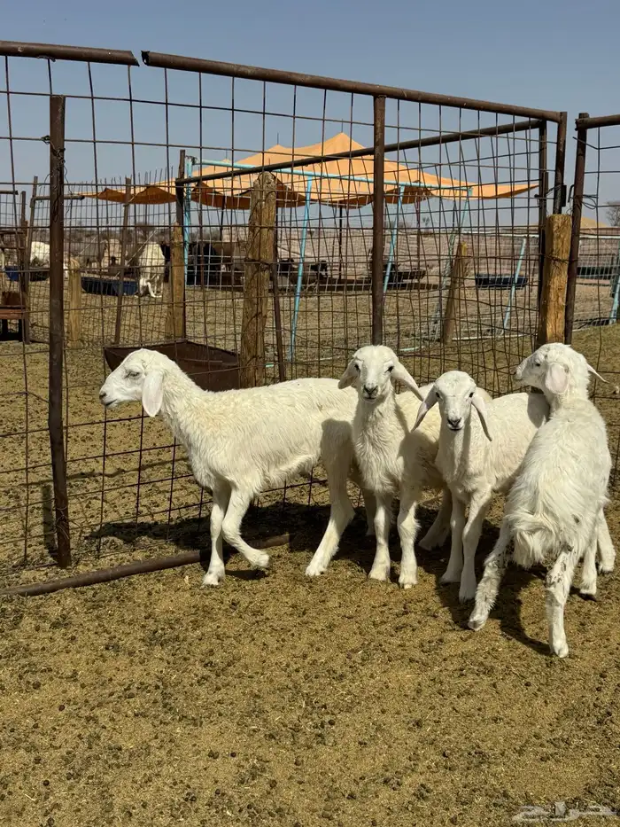 دواغير كلها تم البيع 0