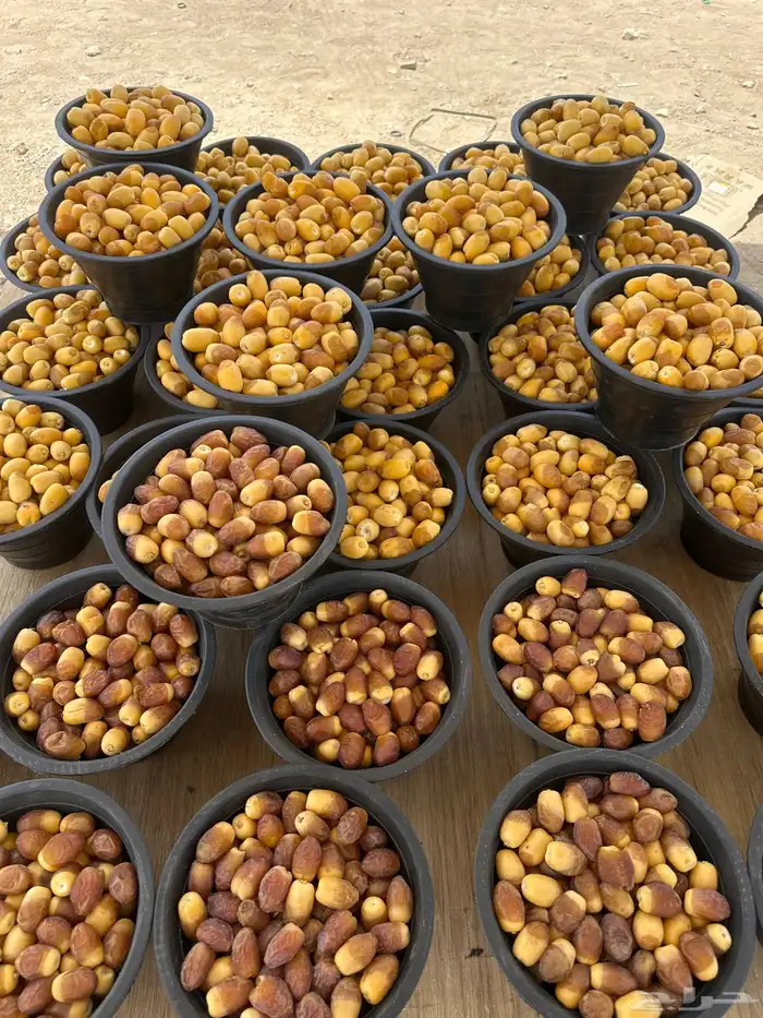 تمر رطب خلاص ومنيفي فاخر 0