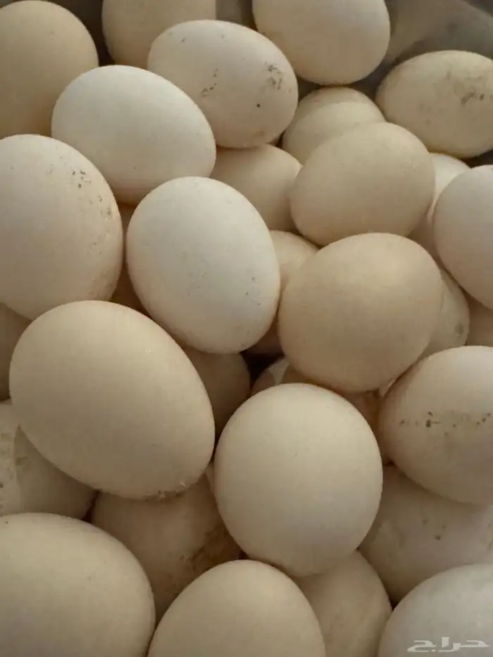بيض بلدي مخصب 0