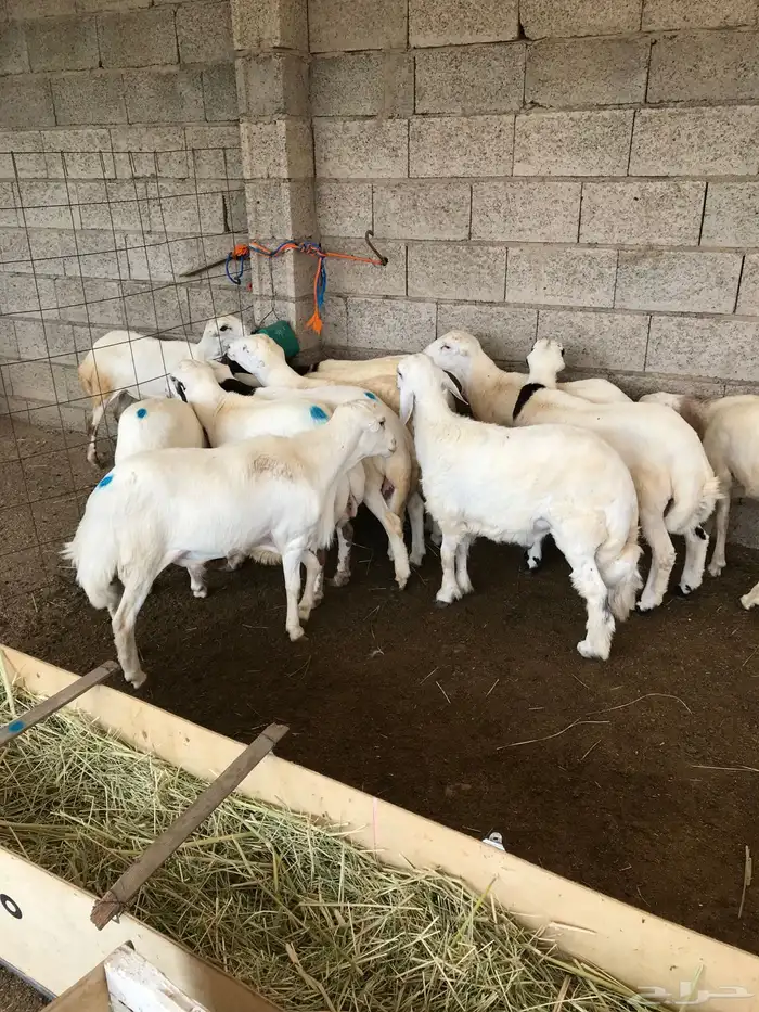 ذبايح 10