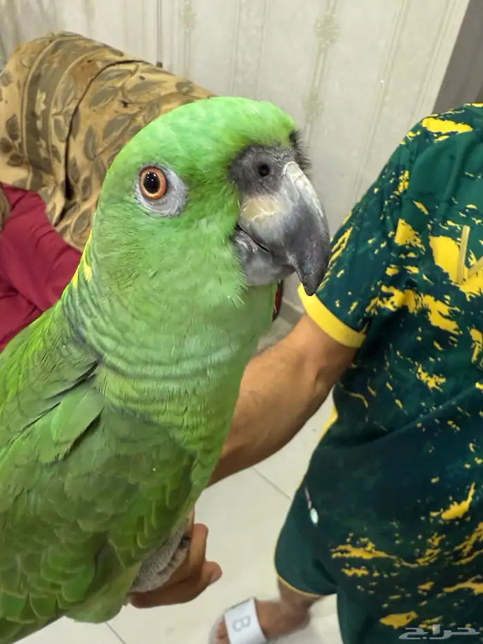 امزون يلوناب بيور 2