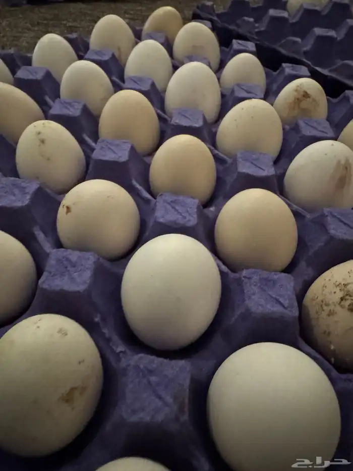 بيض بلدي مخصب 3
