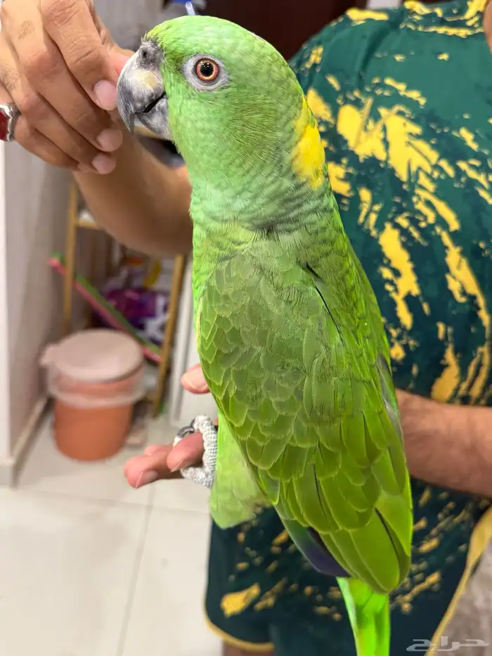 امزون يلوناب بيور 15