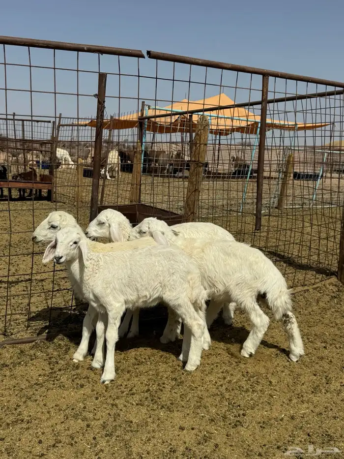 دواغير كلها تم البيع 4