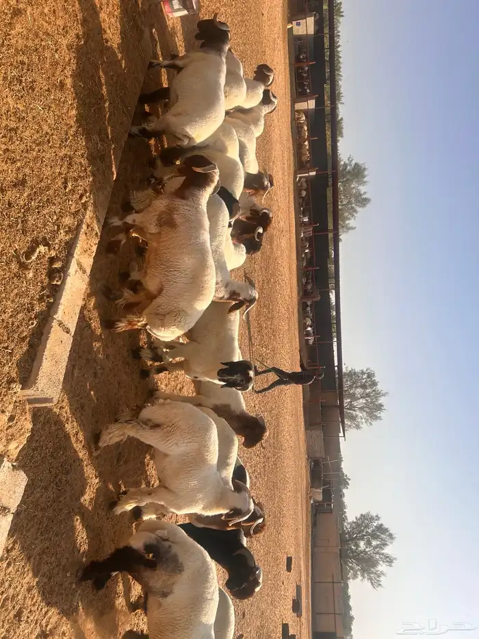 فحول جدعان نعيم 2