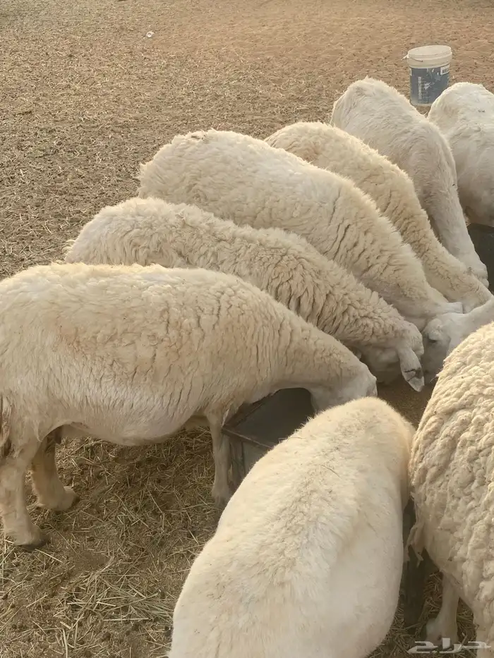 غنم حريات طيبه خلفات ودفيع 1