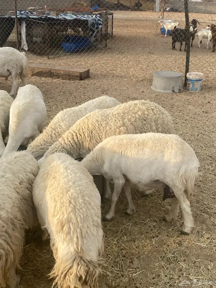 غنم حريات طيبه خلفات ودفيع 0