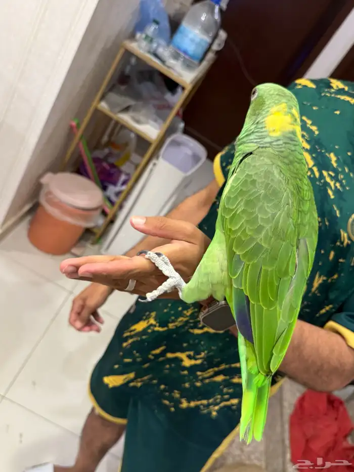 امزون يلوناب بيور 6