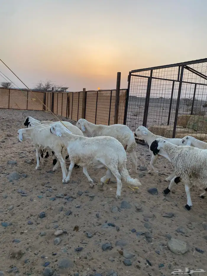 سواكني ابيض تربيه اكثر من 3 اشهر 6