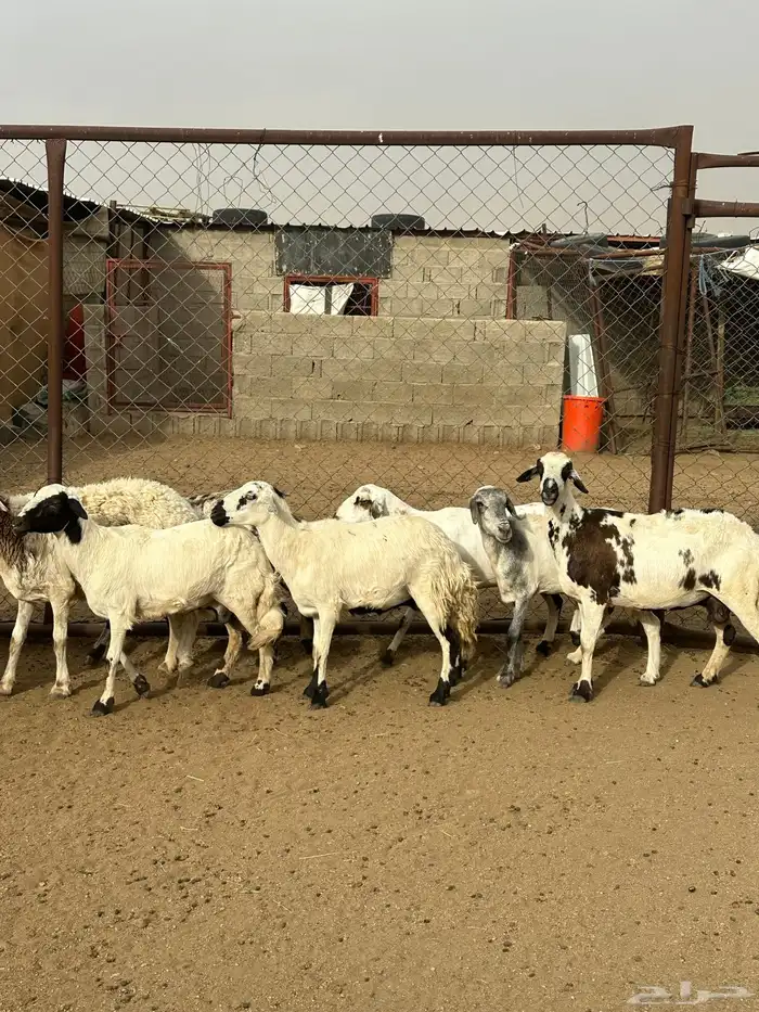 12 ضان دفع كفو للبيع 5