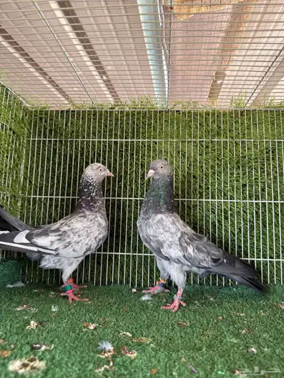 جوز سهران بوري زيراء 4